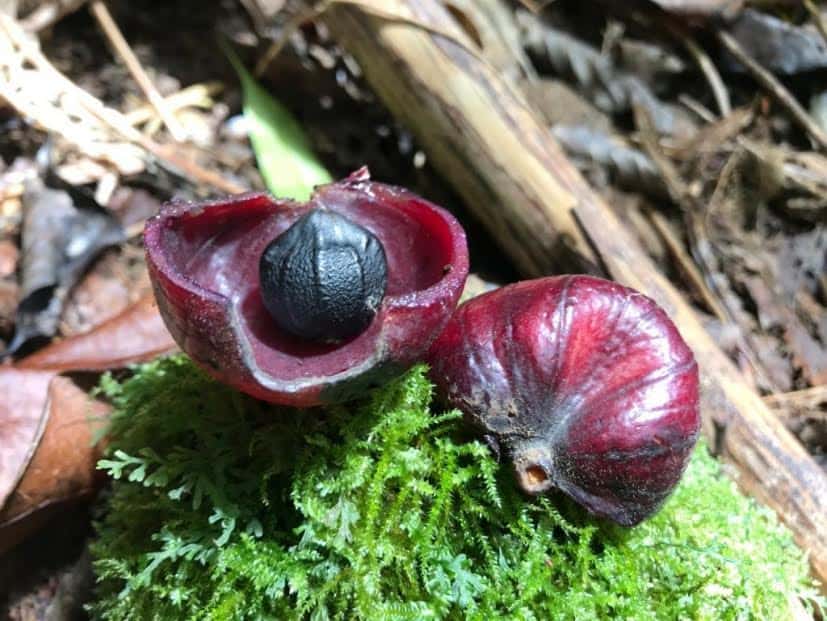 The seed of the tūrina (hernandia moerenhoutiana) or “mountain lantern tree”, cut in half to show the fruity lantern protecting the seed that rattles inside. Photo credit: Brennan Panzarella 23101550